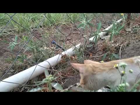 Bittu The Cat 🐈 🐈 🐈