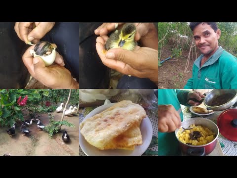 O NASCIMENTO DOS PATINHOS + NOSSO DIA NO SITIO