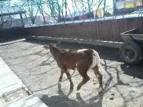 Un vitel de la Malini