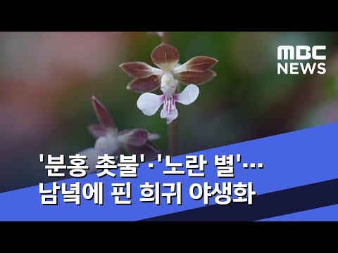 , title : ''분홍 촛불'·'노란 별'…남녘에 핀 희귀 야생화 (2020.05.11/뉴스투데이/MBC)'