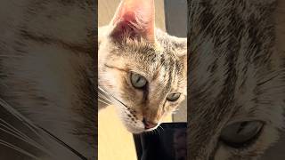 Download lagu Wats your dream job #cat #viralshorts mp3