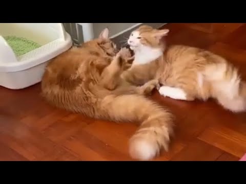 Maine coon vs Norwegian forest cat