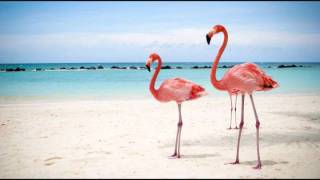 Flamingosi Akkoorden