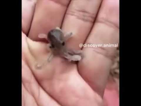 Pictures of animals.💌