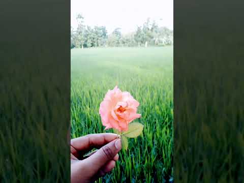 Lets shot #letsshot #flowers #travelvlog #songs #jawan #lots #shorts #reels #goodshot