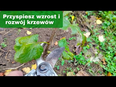 Po co przycinać młode krzewy owocowe? jak przyspieszyć wzrost krzewów owocowych?