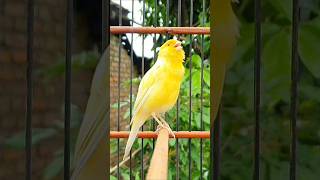 Download lagu pelatihan bernyanyi burung kenari #kenari #burung #hewan #kanarie #vogel #kanarienvogel mp3 Download lagu pelatihan bernyanyi burung kenari #kenari #burung #hewan #kanarie #vogel #kanarienvogel mp3