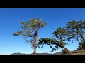 George Winston - Tamarack Pines