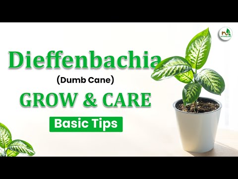 , title : 'Dieffenbachia (Dumb Cane) Grow & Care | Basic Tips | Beginner Gardening'