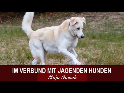 Praxis: Im Verbund mit jagenden Hunden - ein Film von Maja Nowak