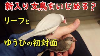 先輩シルバー文鳥リーフが新入り桜文鳥雛のゆうひちゃんにツンツンした結果