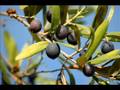 Tosca - No More Olives