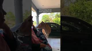 Download lagu Tamu tak diundang! | video credit : atirah_ast on tiktok #funnyvideo #trendingshorts #viral mp3