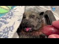 Rescuing A Flying Fox Who Crashed Into A Cattle Grid This Is Betty