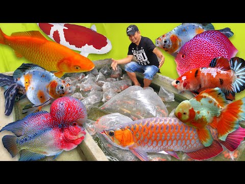 MALAYSIA IMPORTED DISCUS FISH, SILVER AROWANA ,GUPPY, LIONHEAD GOLDFISH & BETTA KOI (Unboxing)