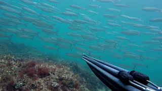 Podvodni ribolov -
Najbolja pozicija u Hrvatskoj
Spearfishing - Best position in Croatia Podvodni ribolov -
Najbolja pozicija u Hrvatskoj
Spearfishing - Best position in Croatia