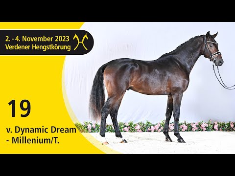 Verden Stallion Licensing 2023 - Dressage - Nov. 2-4 - No. 19 Stallion by Dynamic Dream