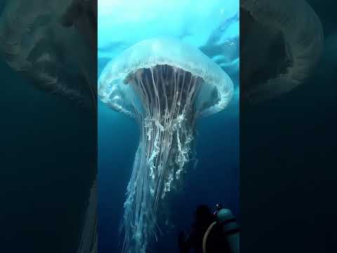 big jellyfish at pacific ocean #deepsea #ai #pacificocean #pacific #jellyfish #sealife #oceanlife