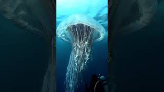 Download lagu big jellyfish at pacific ocean #deepsea #ai #pacificocean #pacific #jellyfish #sealife #oceanlife mp3 Download lagu big jellyfish at pacific ocean #deepsea #ai #pacificocean #pacific #jellyfish #sealife #oceanlife mp3