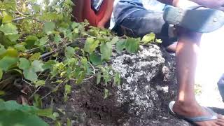 Download lagu Calon artis banyuwangi mp3