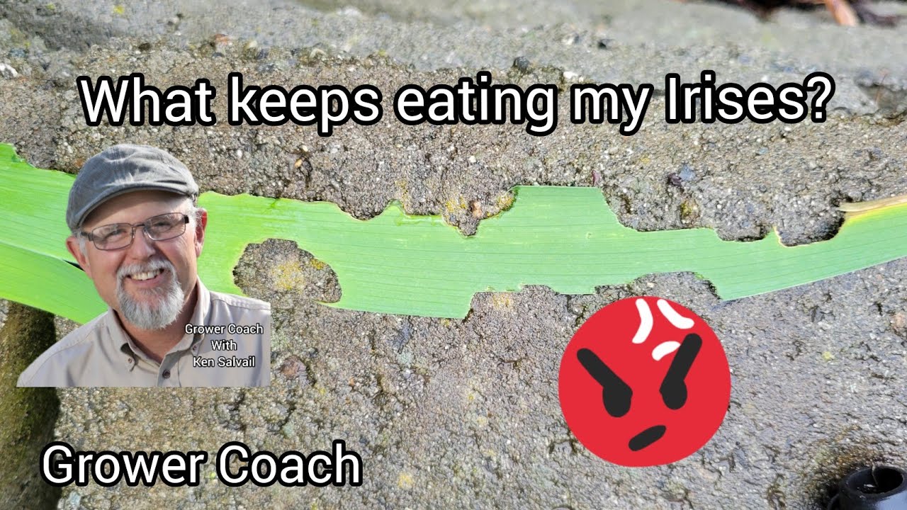 What is eating my Iris plants!