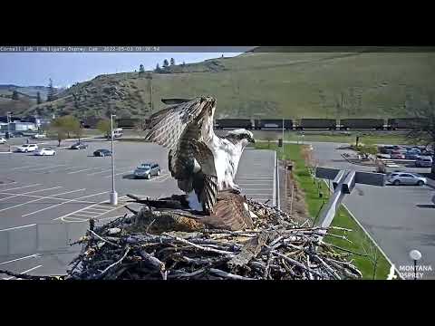 Intruder, Iris, Louis, but who brings the stick? 2022 05 02