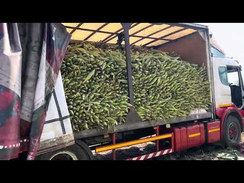 One Hactre of SC 727  Filled Up 15 ton truck #maizefarming #chiredzi #zimbabwe #africa