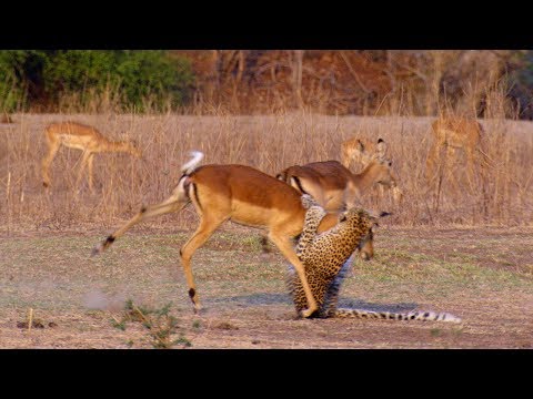Impala Miraculously Escapes Jaws Of Leopard | The Hunt | BBC Earth