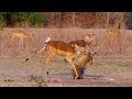 Impala Miraculously Escapes Jaws Of Leopard | The Hunt | BBC Earth