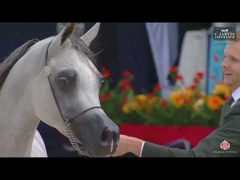 N 87 D BEISAN   GCAT Prague 2025   Senior Mares Section A Class 3A