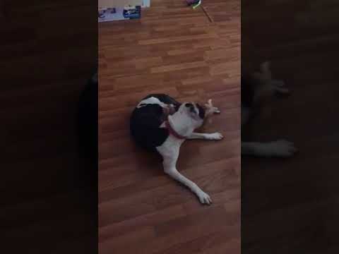 Pitbull attacks kitten