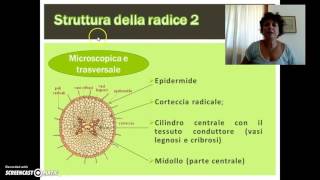 La radice: struttura e funzioni