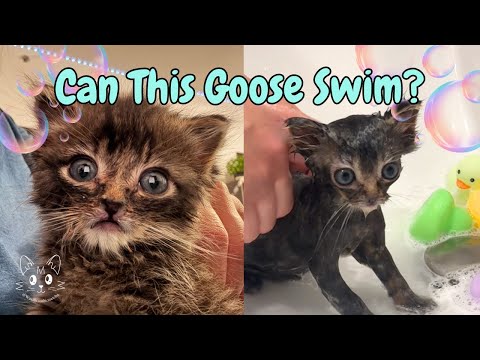 Crusty Baby Kitten Gets a Bubble Bath 🫧 | Goose McMoose