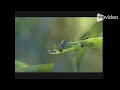 A Bug S Life Trailer 2 Katrina Berces Crossover