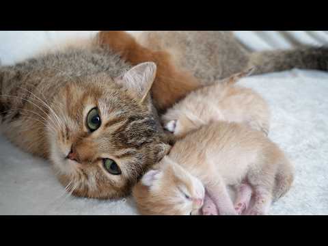 Mother cat Charo looks happy as she sleeps attached to her kittens.