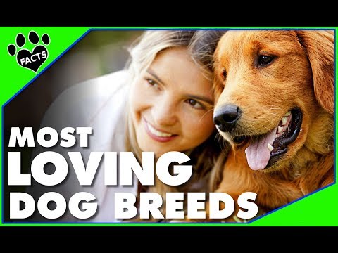 Top 10 Most Affectionate Dog Breeds - TopTenz