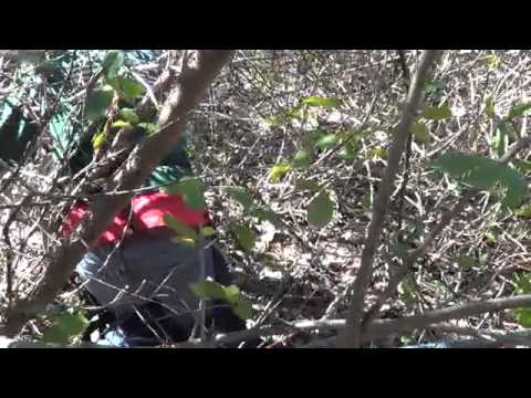 Stihl ms 290 sawing up an oak tree_ brush removal job