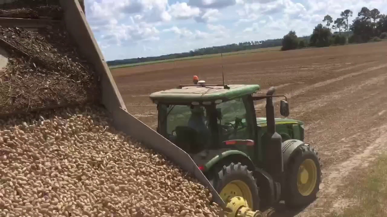 Picking Peanuts 2018