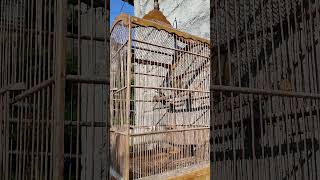 Download lagu burung kaso kaso sepasang gacor #kasokaso #bird #masteran #kicaumania mp3