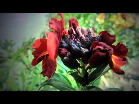 Opwekking 203 Ik wil U prijzen Heer