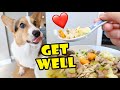 Poor CORGI S Get Well Chicken Soup Life After College Ep 680