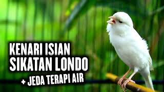 Download lagu SUARA BURUNG KENARI ISIAN SIKATAN LONDO TERAPI AIR mp3 Download lagu SUARA BURUNG KENARI ISIAN SIKATAN LONDO TERAPI AIR mp3