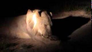 Lion - Mala Mala Game Reserve, South Africa