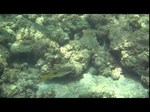 Reef Point, Jizan, Saudi Arabia 1