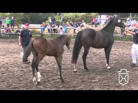 NF157 Stutfohlen von Sandro Boy   Cassini I   Casall Apple Geräte HD Höchste Qualität