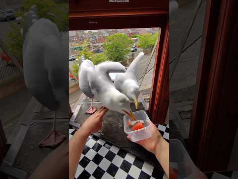 Boy's Daily Seagull Visitors Have the Cutest Mealtime Ever! 🐦🐟 #shorts #facts