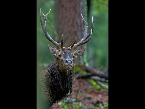 brame du cerf 2017..