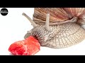 Snail eating Strawberry in Extreme Macro