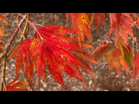 Acer palmatum ...
