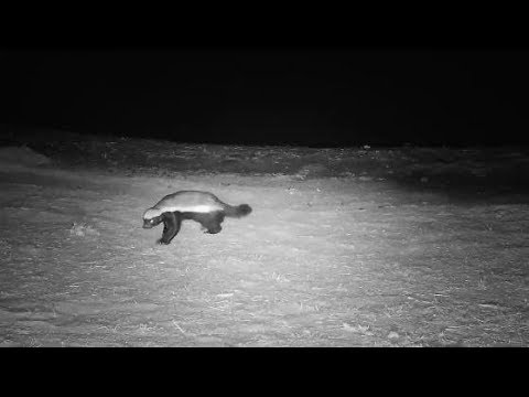 Djuma: Honey Badger - 23:50 - 10/13/19